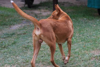 Dog standing on field