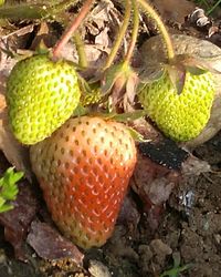 Close-up of plant growing outdoors