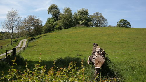 View of giraffe on field against sky