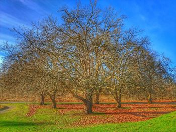 Bare trees on landscape against blue sky