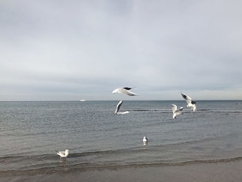 Seagulls flying over sea against sky