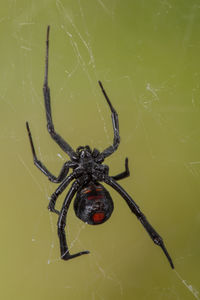 Close-up of spider on web