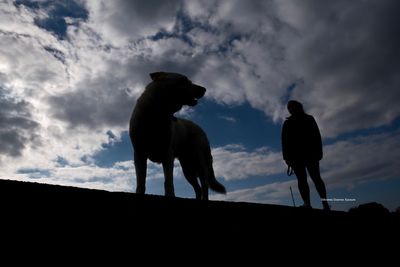 Low angle view of silhouette dog standing against sky