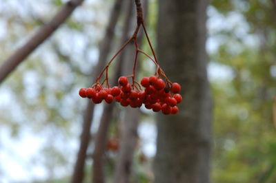 Close-up of red berries growing on tree