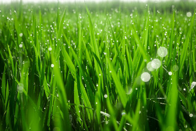 Close-up of wet grass on field