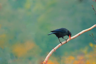 Close-up of bird perching on branch