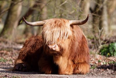 Close-up of highland cattle