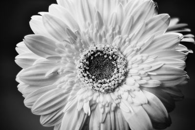 Close-up of flower blooming outdoors