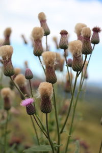 Close-up of flowering plant