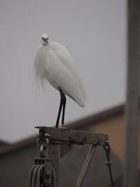 Egret perching on metal against sky