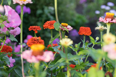 Close-up of flowers blooming outdoors