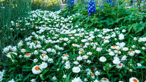 Close-up of white flowering plants on field