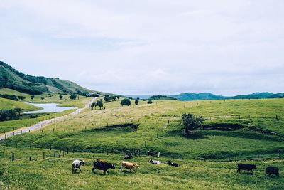 Sheep grazing on grassy field