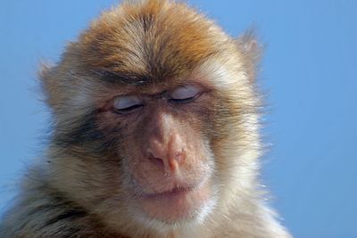 Close-up of monkey with eyes closed against clear blue sky