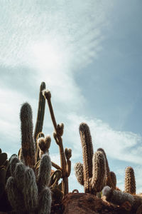 Low angle view of succulent plant on field against sky