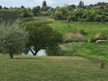 Scenic view of grassy field