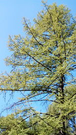 Low angle view of flower tree against clear sky