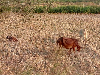 View of a horse on field