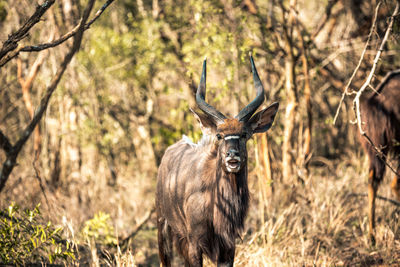 Portrait of deer in a forest