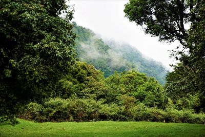 Scenic view of forest against sky