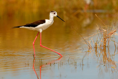 Side view of a bird in water