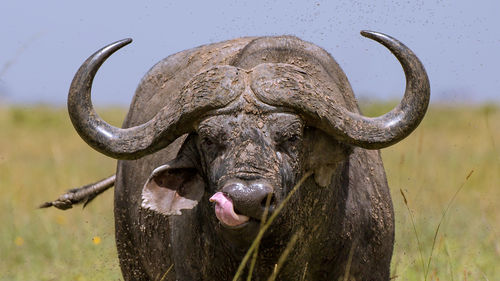 African cape buffalo, africa