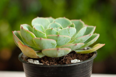 Close-up of succulent plant