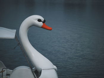 Close-up of swan in lake