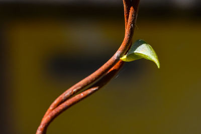 Close-up of plant