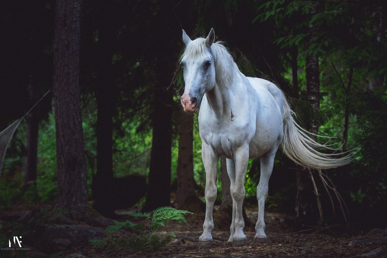 VIEW OF A HORSE STANDING ON FIELD