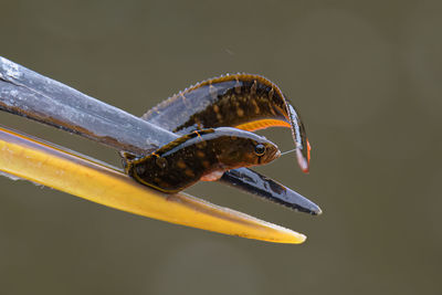 Close-up of bird