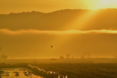 Scenic view of bird flying over field during sunset