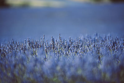Close-up of frozen plants on field