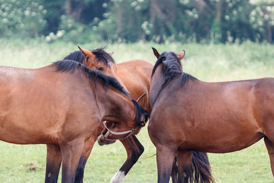 Horses in a field