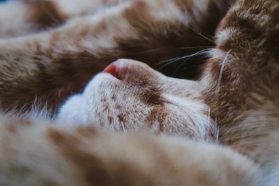 Orange kitten sleeping