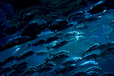 Fish swimming in sea