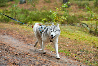 Dog running on field