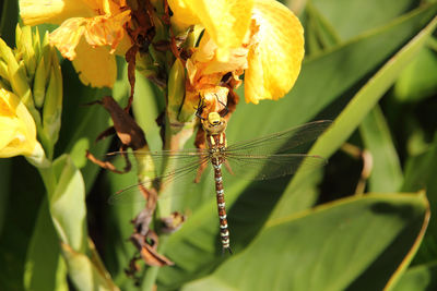 Close-up of insect on plant