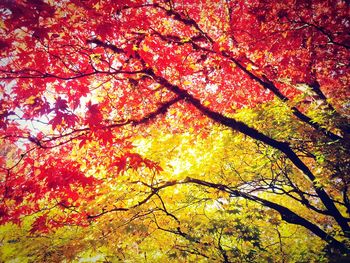 Low angle view of trees