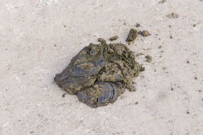 High angle view of crab on sand