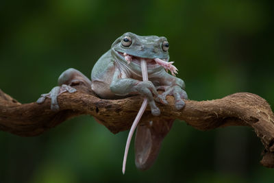 Close-up of lizard on branch