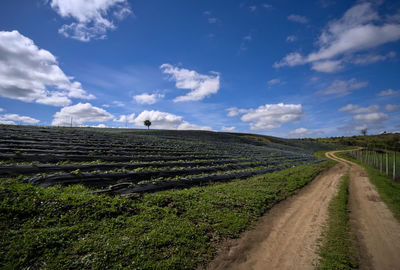 landscape