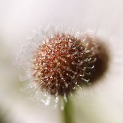 Close-up of flower