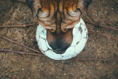 High angle view of dog