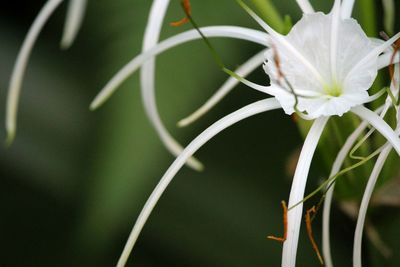 Close-up of flower against blurred background