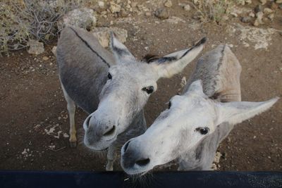 High angle view of funny donkeys