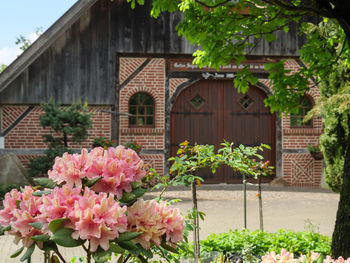 Pink flowering plants by building