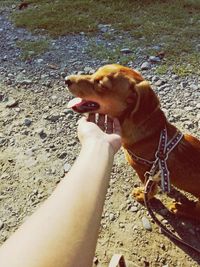 Midsection of woman with dog on street