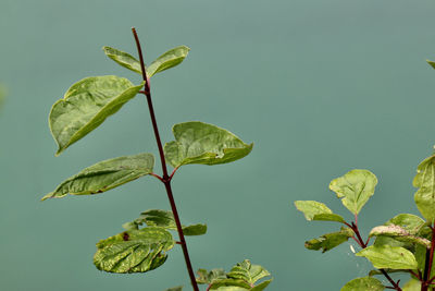 Close-up of fresh green leaves against blue background