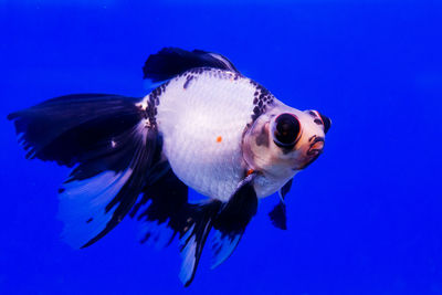 Close-up of fish swimming in sea